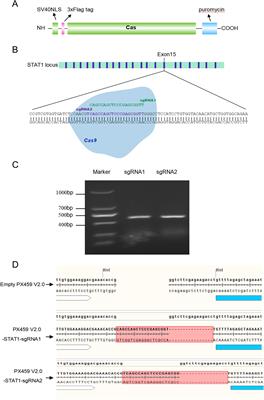 CRISPR/Cas9-mediated knockout of STAT1 in porcine-derived cell lines to elucidate the role of STAT1 in autophagy following classical swine fever virus infection